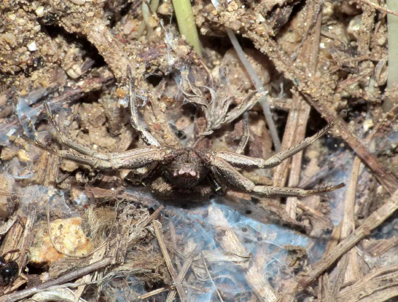 Xysticus sp.